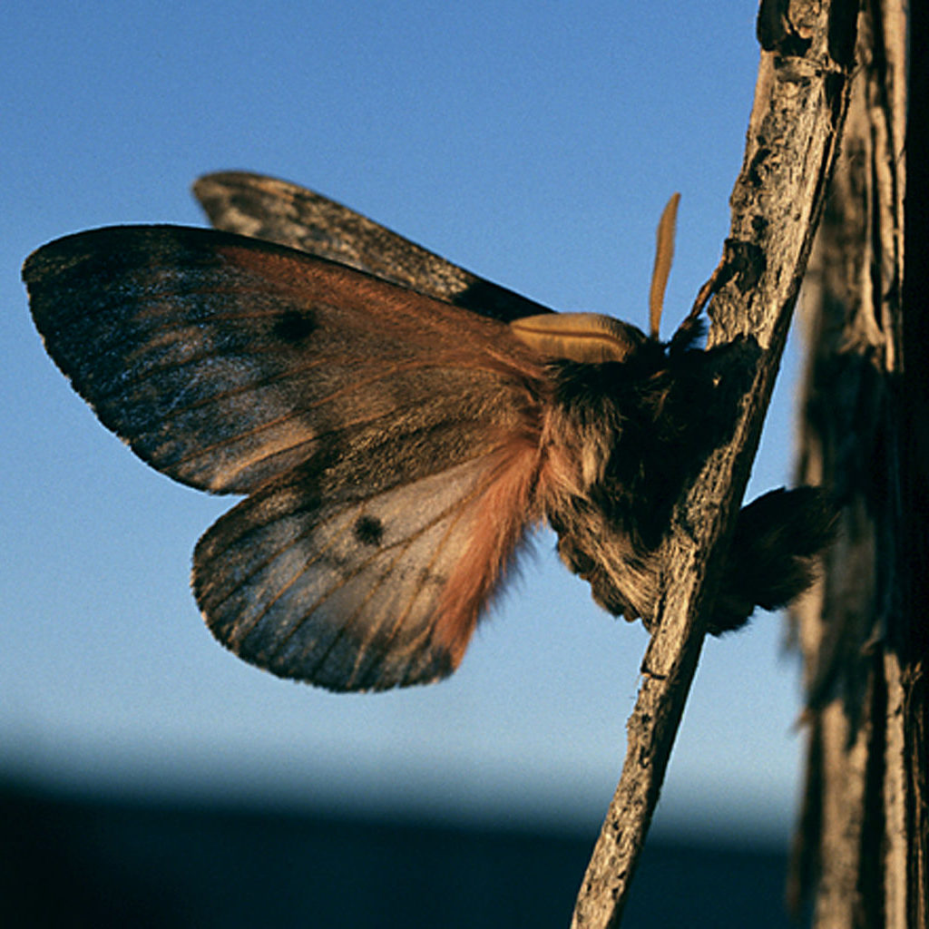 Pandora Moth